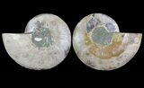 Cut & Polished Ammonite Fossil - Agatized #64935-1